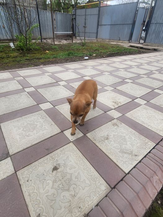 Потерялась собака Жанатурмыс.