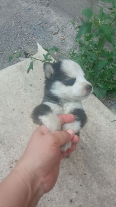 Сибирский хаски!