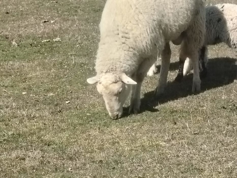 Miei țigăi de vânzare