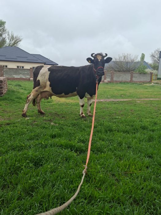 ылады буаз Голштин сиыр