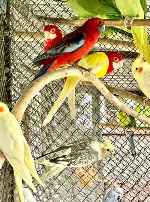 Продаются попугаи