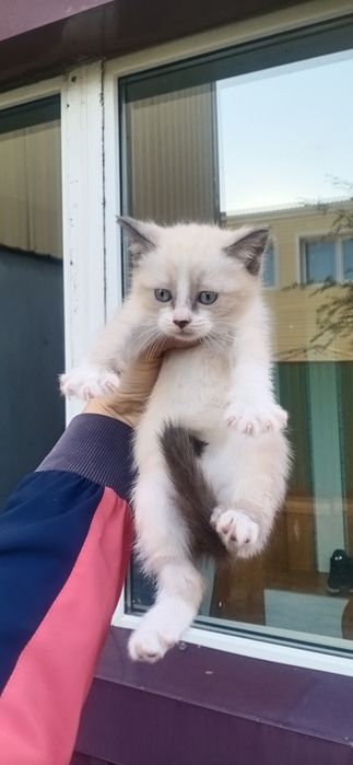 Отдам котят в добрые руки!
