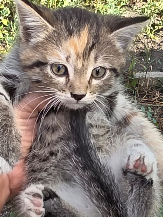 Котята без породистые