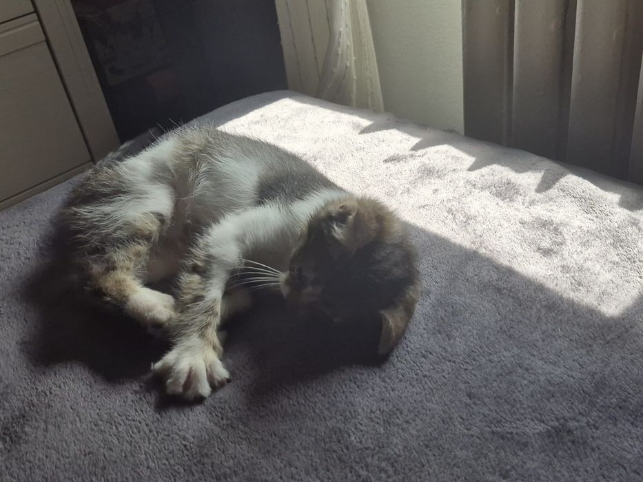 Pui Pisica Abandonat Adoptie