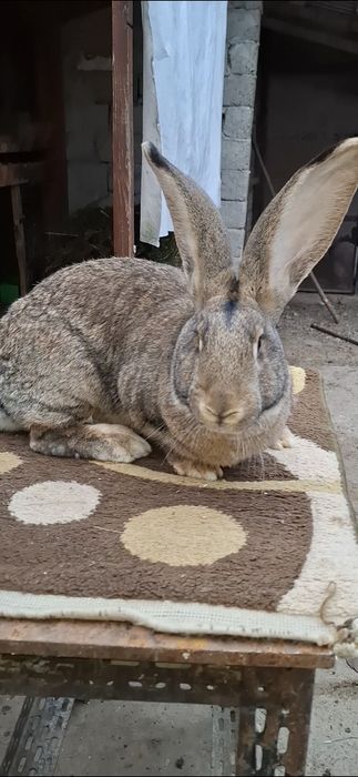 Femelă uriaș german linie foarte bună