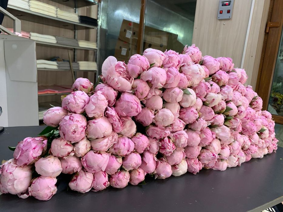 Пионы ароматные Сара бернар