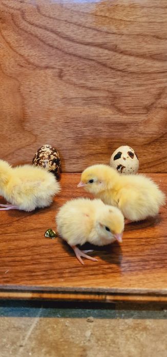 Продам перепелят