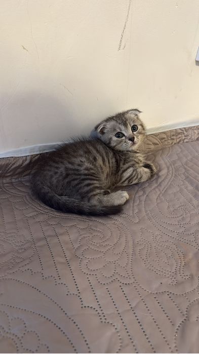 Вислоухий  котенок