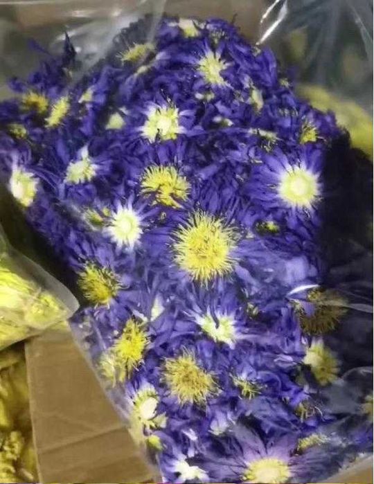 Nymphaea Caerulea Синя Водна Лилия Син Лотус Свещен Египетски Лотос Сини и Жълти Изсушени Цветя Синьо Водно Кремъче Възраждане и Духовно Просветление