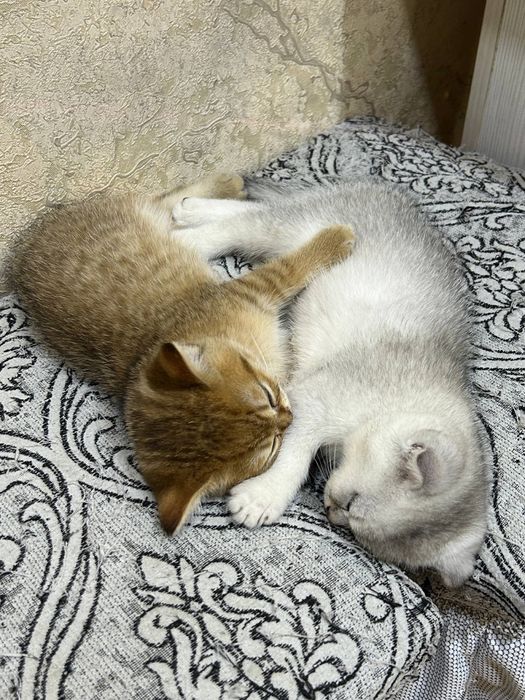Породистые котята