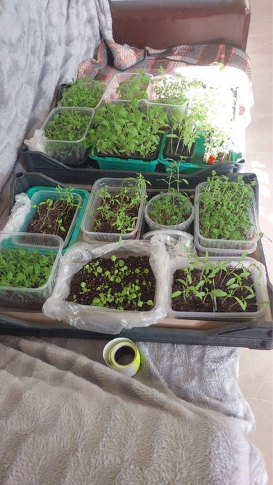 Рассада, алоэ, антуриум