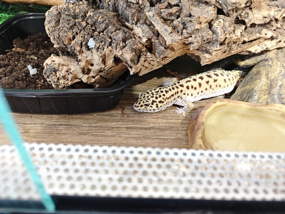 Леопардов гекон момче