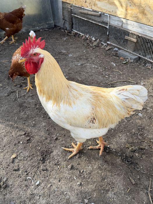 Cocosi de vanzare 60 lei
