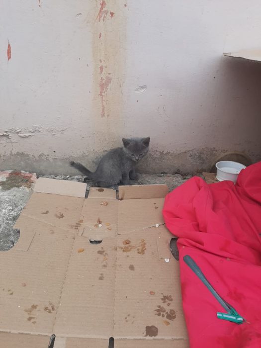 Котята ищут дом!