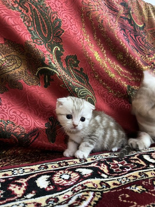 продаем породистых котят