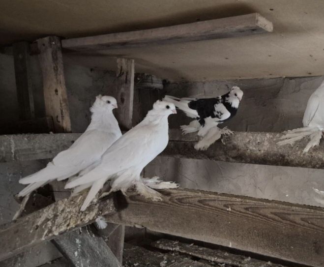 Голуби домашние .
