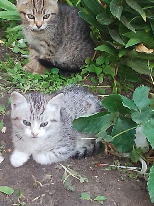 Котята  Бесплатно