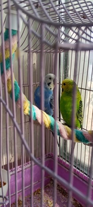 Продам волнистых попугаев