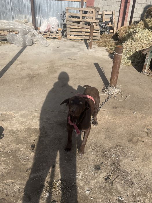 Продам сабаку куцхар