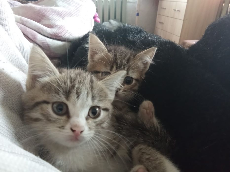 Отдаю котят бесплатно