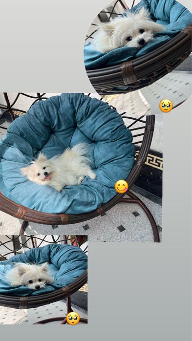 Шпиц собака продается