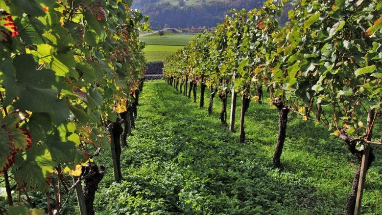 Бране,Рязане на асми ,лозя и овошки, пръскане .