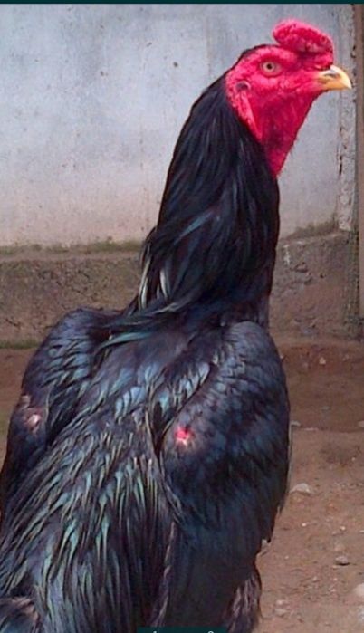 Азеел зот даканлар сотилади.