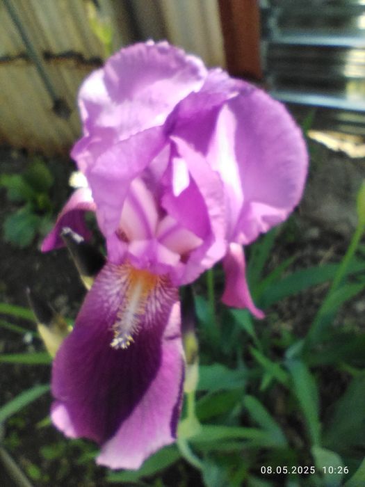 Ирисы сортовые, очень красивый цвет
