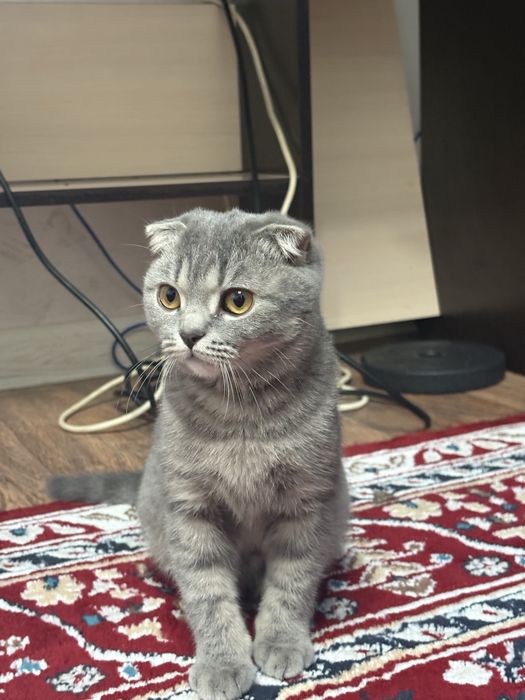 Продается котенок