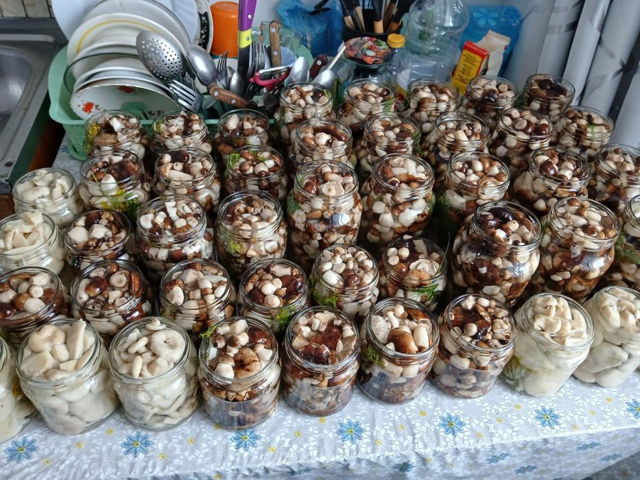 Продам валуи грибочки.