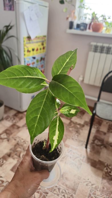 Комнатные растения