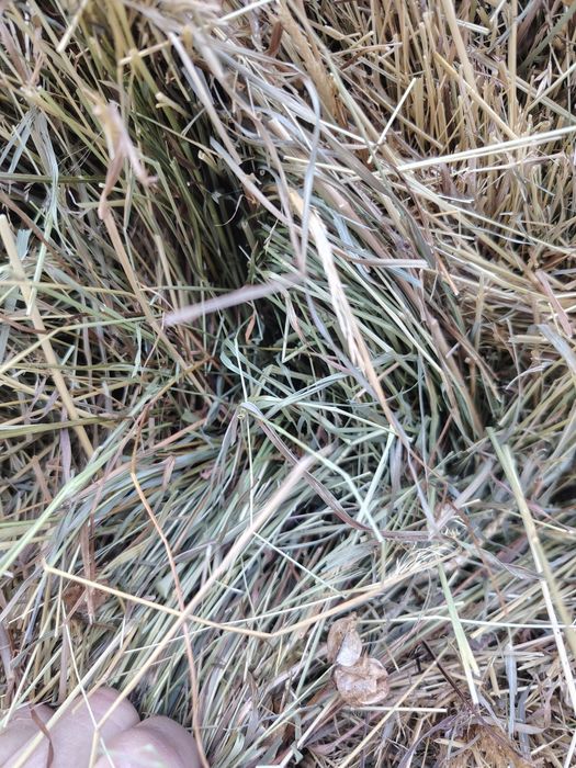 Vând baloti de fan rotunzi.