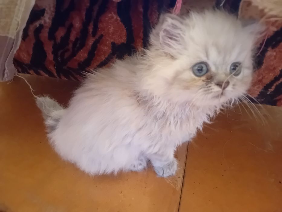 Персийски котки женски и мъжки