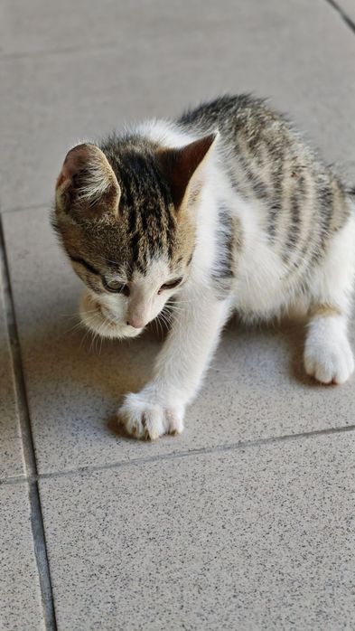 Млад котарак си търси дом и човек