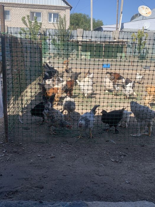 Продается малодые Петушки Полу Брамы