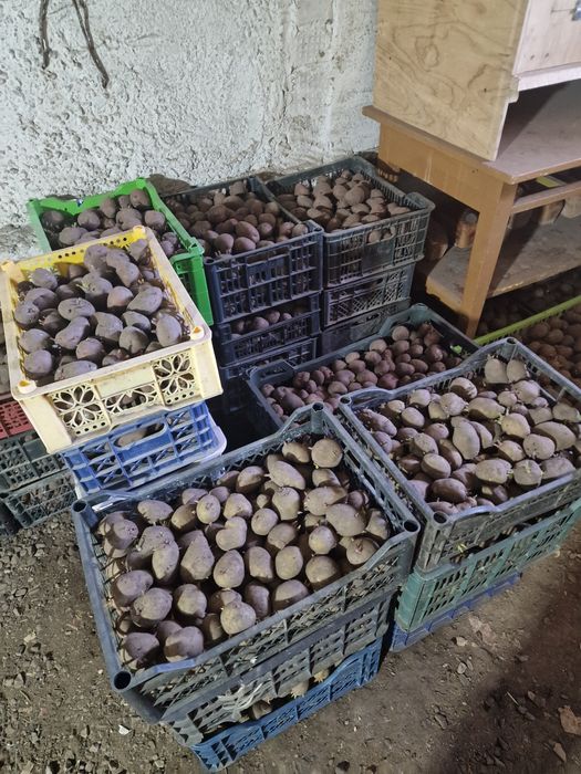 Продаю семенной картофель.
