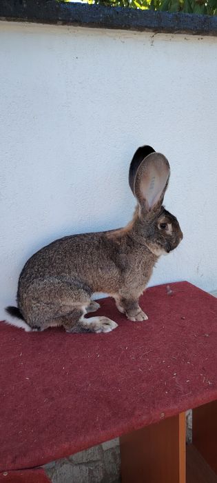 Mascul de Uriaș German gri la un an jumătate
