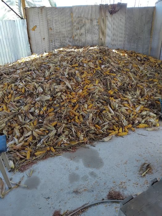 Porumb boabe prod 2025