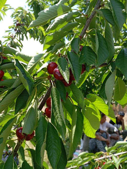 Продавам черешови градини 19 дка.