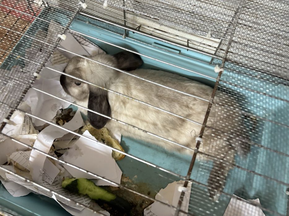 Декоративный кролик