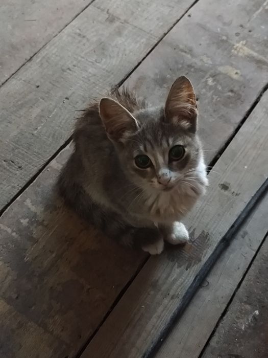 Котята (девочка и мальчик)