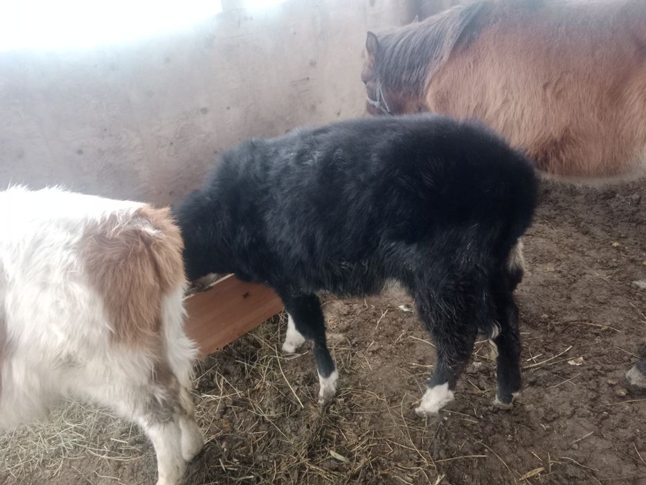 Баспақтар жабағы сатылады