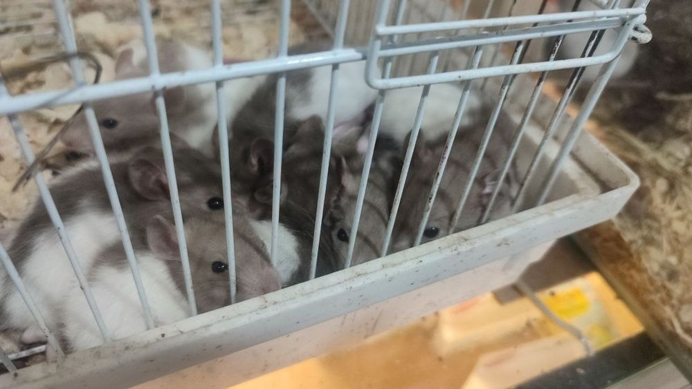 Декоративные крысы