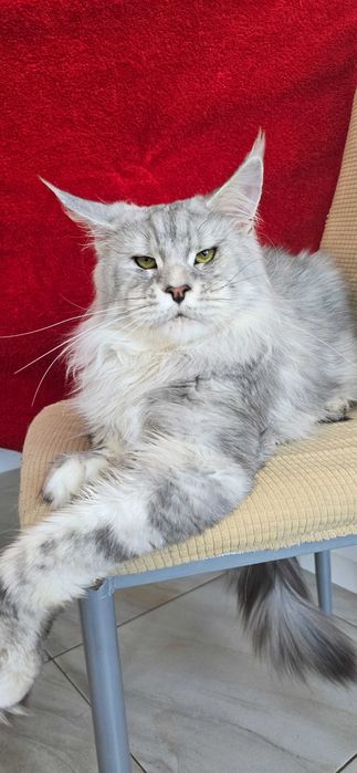 Котенца мейн куун