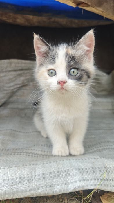 Котенок трехцветный девочка