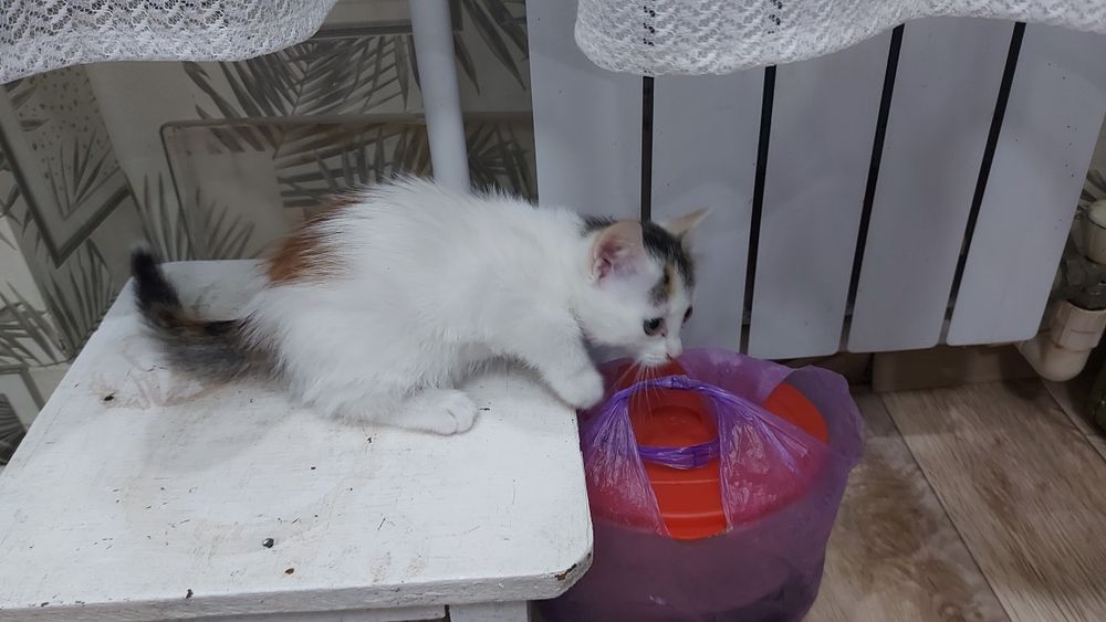 Домашние животные