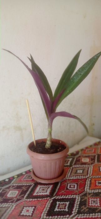 Продаю комнатные цветы Рио.