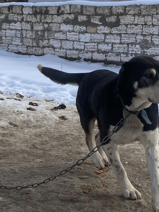 Төбет, тобет ит