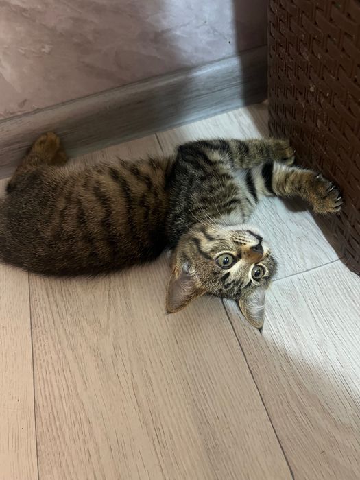 Котята ищут свой дом