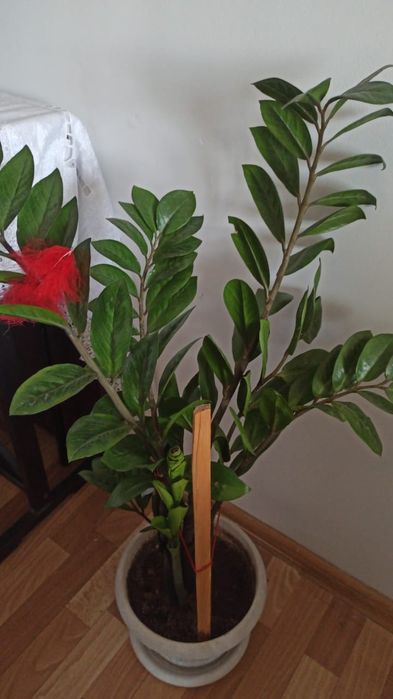 Продаю долларовые